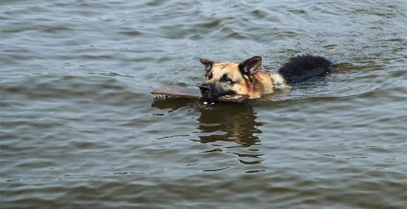 Australia's new anti-piracy law: Sink or swim?